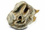 Fossil Woolly Rhino (Coelodonta) Tooth - Siberia #380745-2